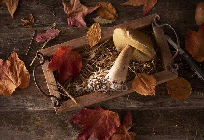 Forest mushrooms close-up view — Stock Photo