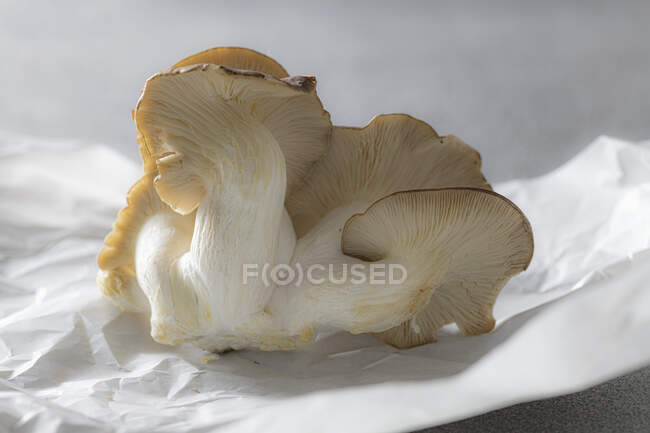 Летние устричные грибы на бумаге — стоковое фото