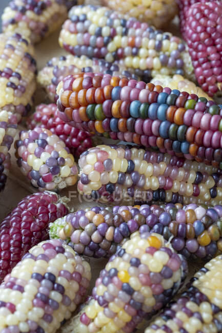 Lots of corn on the cob with colorful grains — Stock Photo