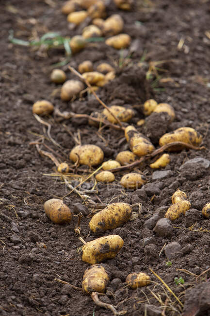 Frisch gepflückte Kartoffeln in der Erde. — Stockfoto