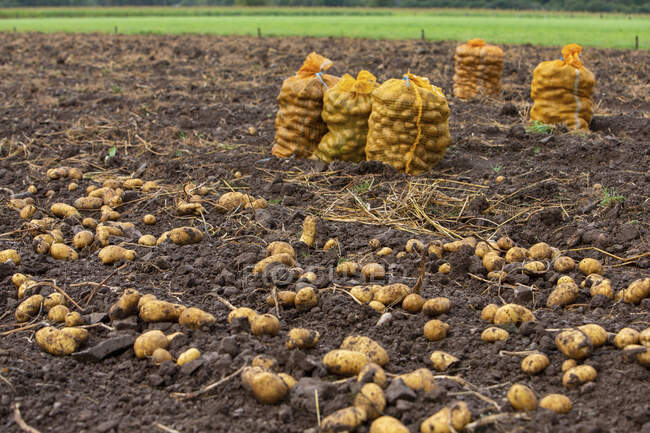 Potato harvest close-up view - foto de stock