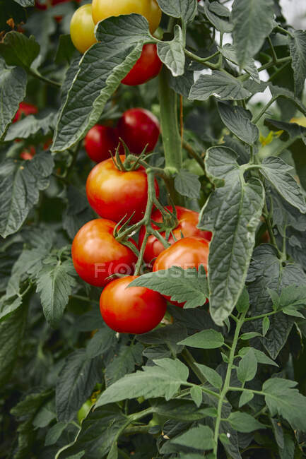 Rote Tomaten am Weinstock — Stockfoto