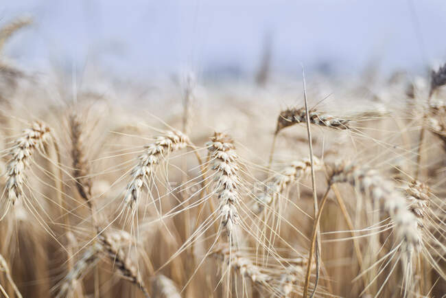 Un campo de trigo, Alemania - foto de stock