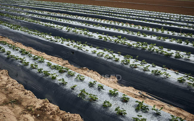 Strawberry plants in the field — Stock Photo