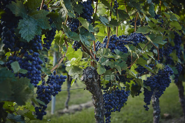 Raisins poussant sur les vignes à la brousse entourée de feuilles vertes — Photo de stock