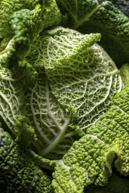Macro detail of green cabbage — Stock Photo