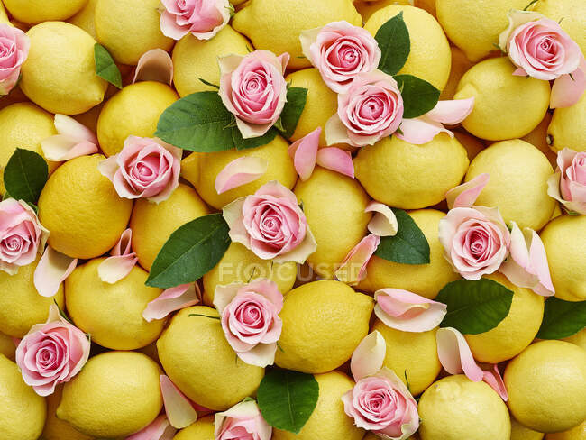 Lemons and pink rose petals with leaves (whole image) — Stock Photo