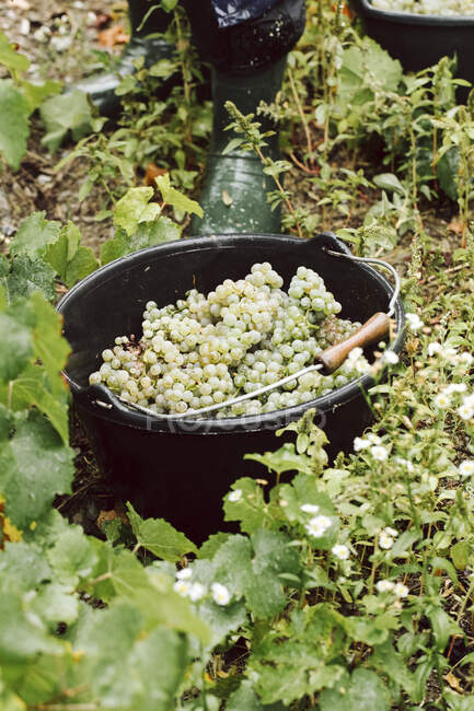 Відро зі свіжозібраного білого винограду — стокове фото