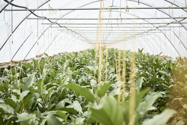 Aubergine plants in the greenhouse — Stock Photo