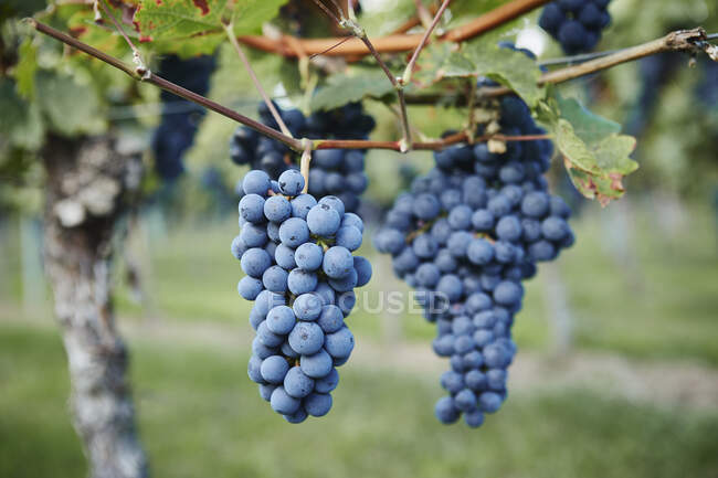 Uva che cresce su viti a cespuglio circondato da foglie verdi — Foto stock