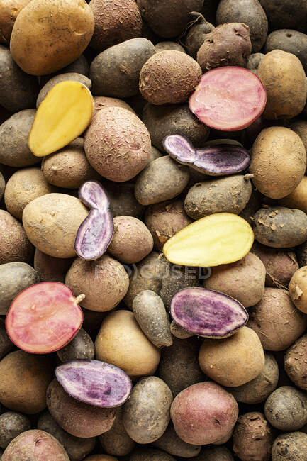 Картофель различных сортов и цветов — стоковое фото