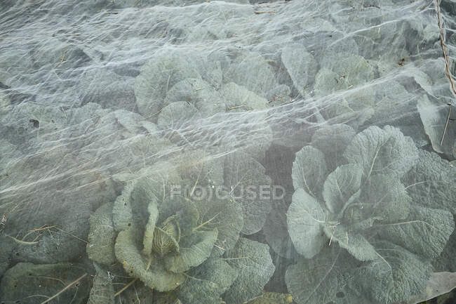 Savoy cabbage in the field — Stock Photo