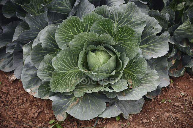 Cabbages in the field — Stock Photo
