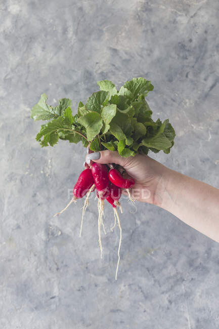 Une main tenant un bouquet de radis frais — Photo de stock