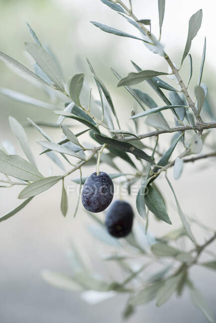 Olives noires mûres vue rapprochée — Photo de stock