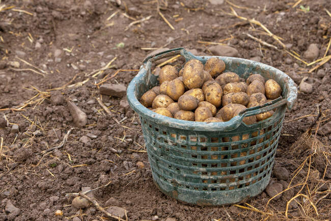 Freshly harvested potatoes in a basket — Stock Photo