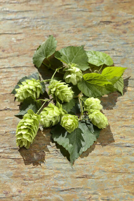 Hops on table close-up view — Stock Photo