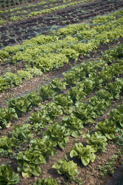 Свіжий листя салату і салату в полі — стокове фото