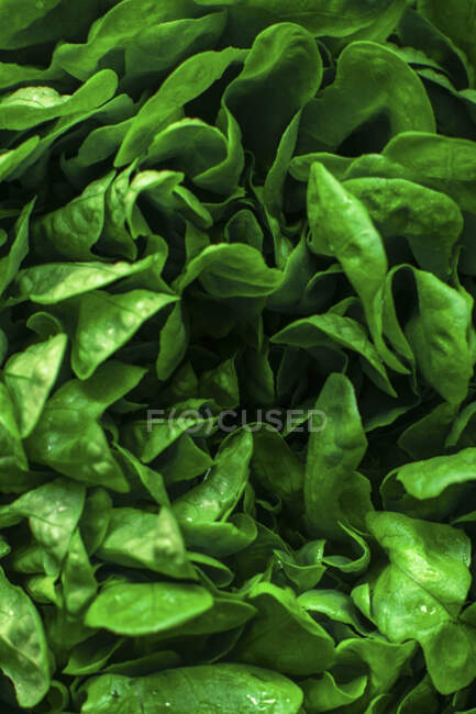Lettuce leaves close-up view — Foto stock