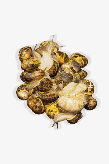 Various living snails on a white background — Stock Photo