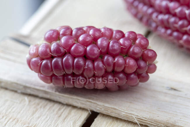 Corn on the cob with red grains (close-up) - foto de stock