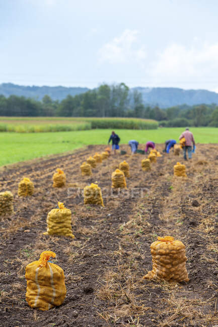 Potato harvest close-up view - foto de stock