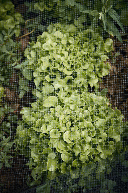 Fresh oak leaf lettuce in the field — Stock Photo