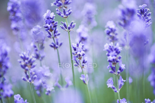 Lavendel, Deutschland aus nächster Nähe — Stockfoto