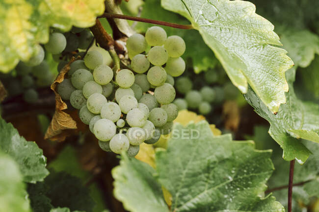 Weiße Trauben an einem Weinstock — Stockfoto