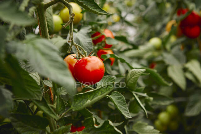Rote Tomaten am Weinstock — Stockfoto