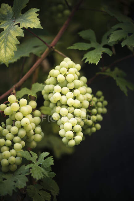 Mûrissement des raisins sur une vigne — Photo de stock
