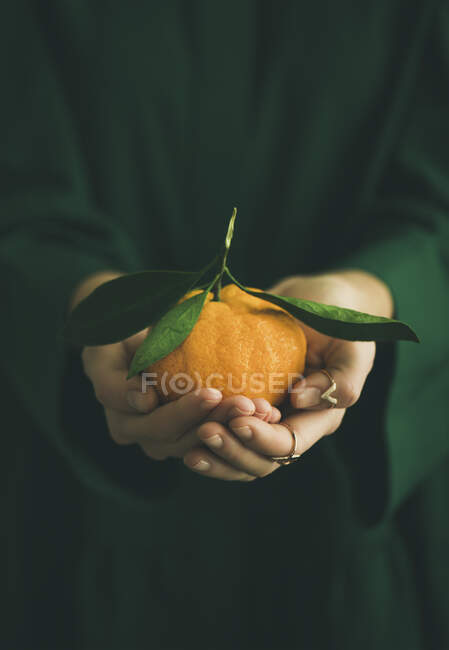 Fresh raw tangerine citrus fruit in hands — Stock Photo