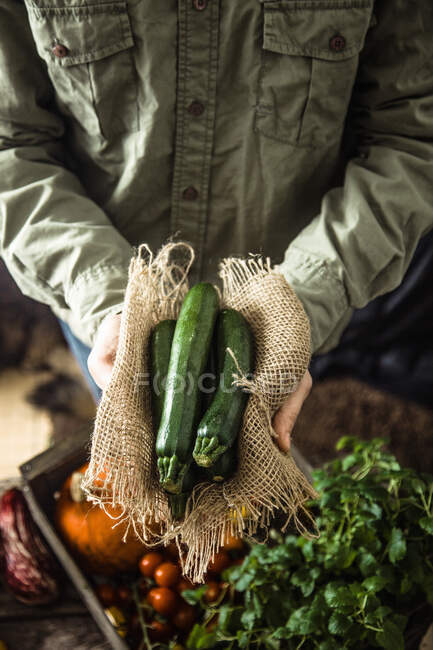 A farmer holding freshly harvested zucchinis — Stock Photo