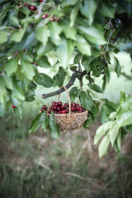 A basket of fresh sweet cherries hanging on a cherry tree — Stock Photo