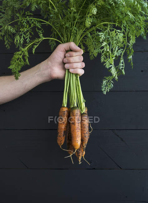 Bunch of fresh garden carrots with green leaves in the hand — Stock Photo