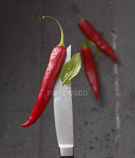 Red hot peppers and basil on a knife tip with water droplets — Stock Photo
