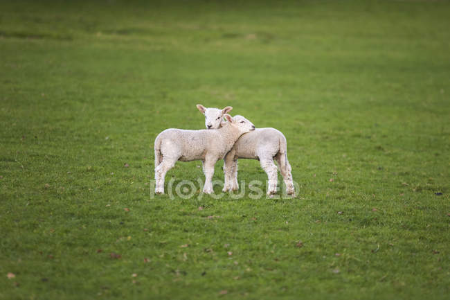 Spring Lambs Baby Sheep in A Field — Stock Photo