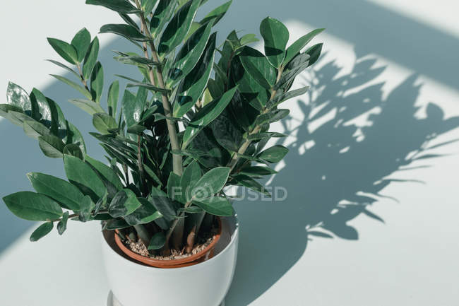 Vaso de planta em vaso branco — Fotografia de Stock