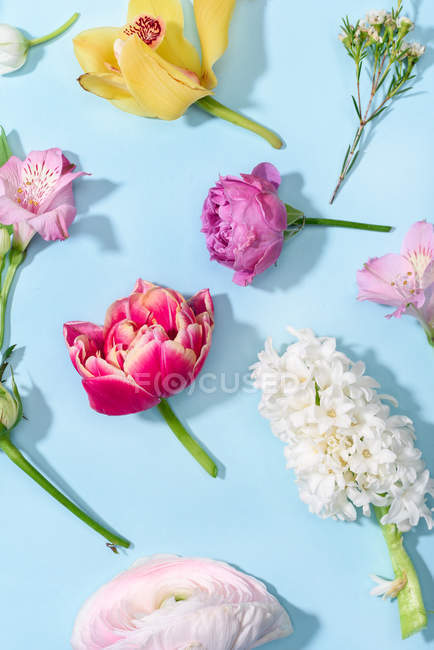 Schöne blühende Blumen — Stockfoto