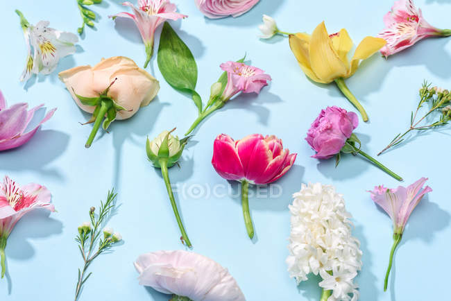 Schöne blühende Blumen — Stockfoto