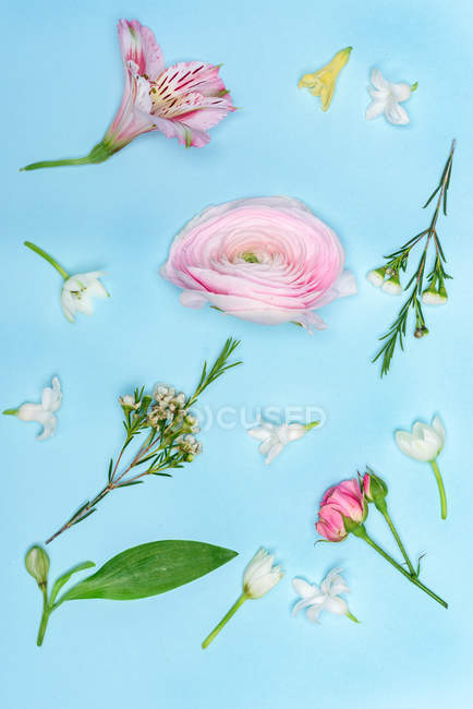 Beautiful blooming flowers — Stock Photo