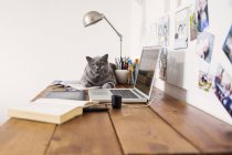 Chartreux cat with laptop — Stock Photo