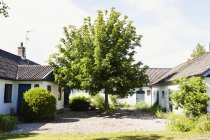 Cultivo de árboles en medio de casas - foto de stock