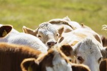 Vaches marchant sur le champ — Photo de stock