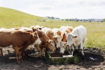 Vacas pastando em campo gramado — Fotografia de Stock