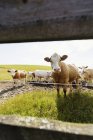 Vacas pastando en campo herboso - foto de stock