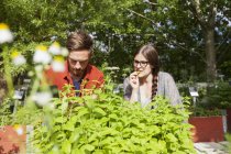 Man and woman picking herbs — Stock Photo
