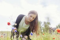 Woman picking poppy flowers — Stock Photo
