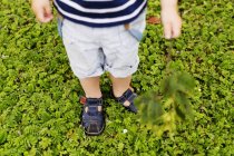 Menino de pé no campo coberto de plantas — Fotografia de Stock