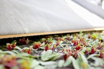 Produtos hortícolas folhosos colhidos — Fotografia de Stock